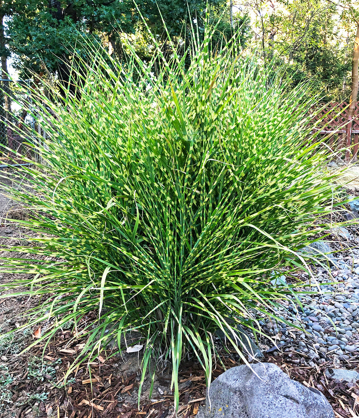 Grass Zebra - 3 bareroot plants
