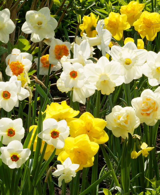 Daffodils Mixed  - 8 bulbs