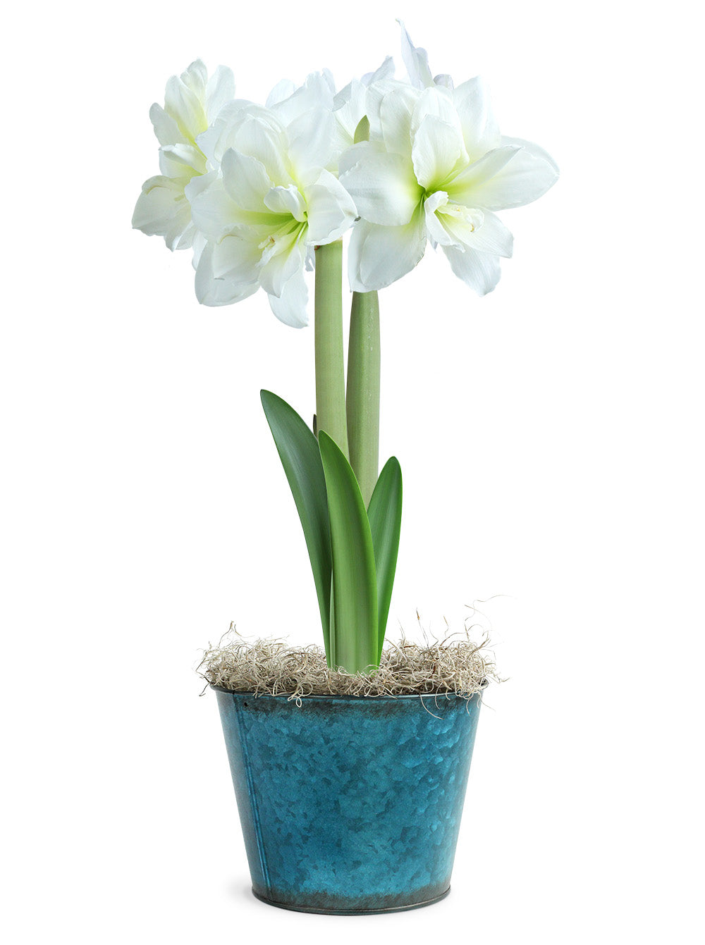 Amaryllis White in Blue Tin