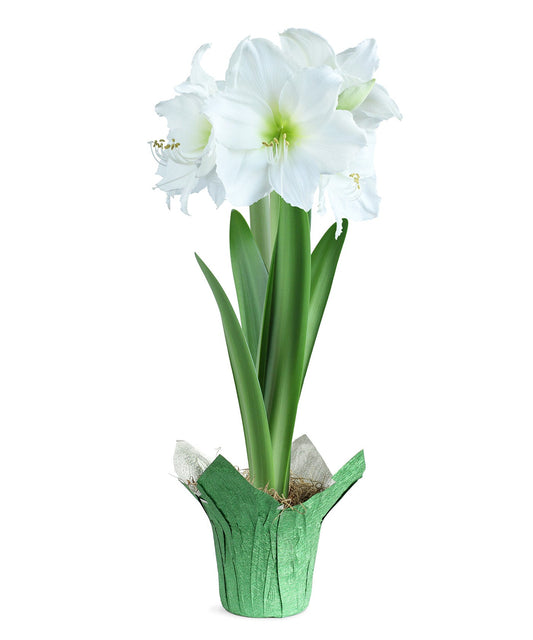 White Amaryllis in Glittery Green Foil