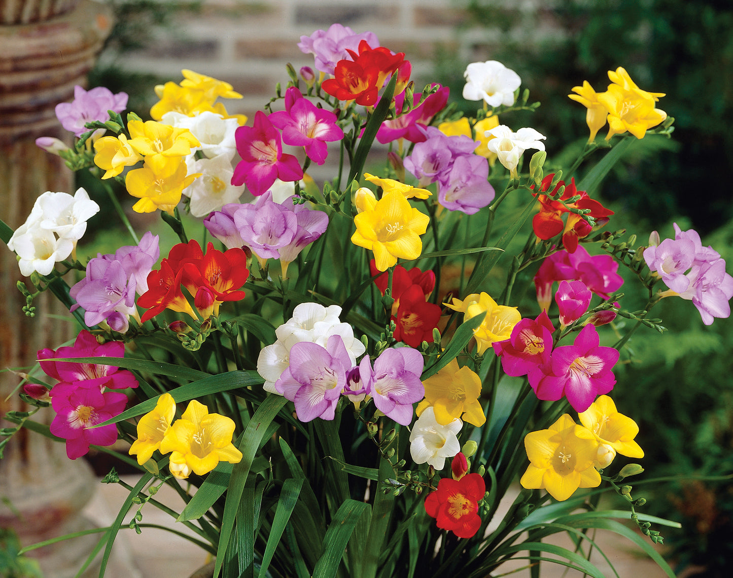 Mixed Freesia - 15 bulbs