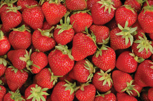Everbearer Strawberries - 10 plants