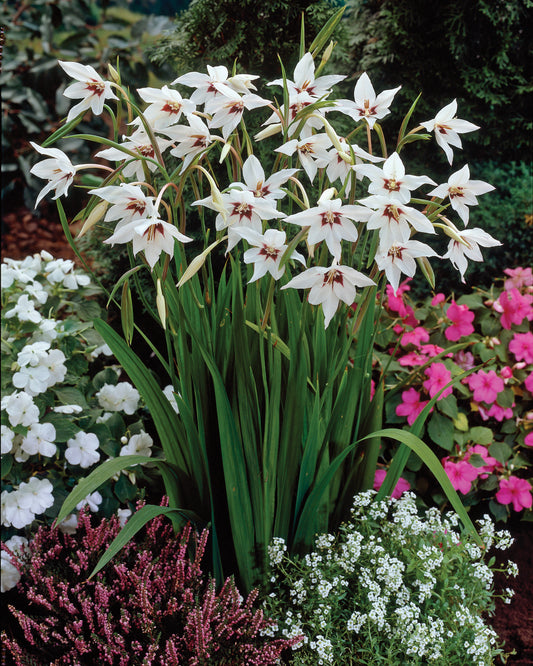 Orchid Glads - 8 bulbs