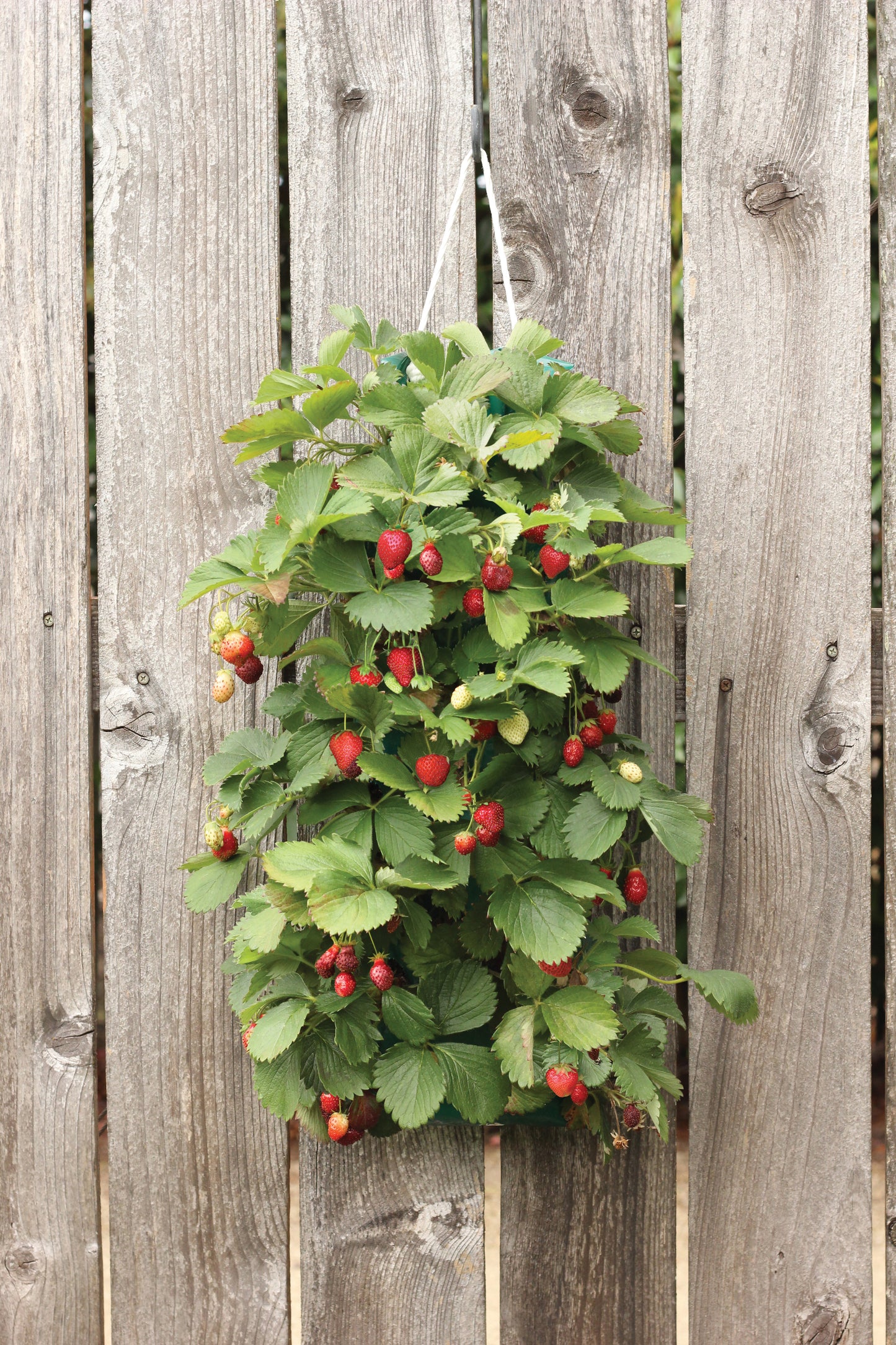 Hanging Strawberry Kit - 1 Kit