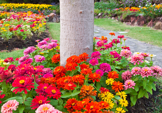 Dwarf Zinnia Flower Tree Ring - 1 Seed Mat