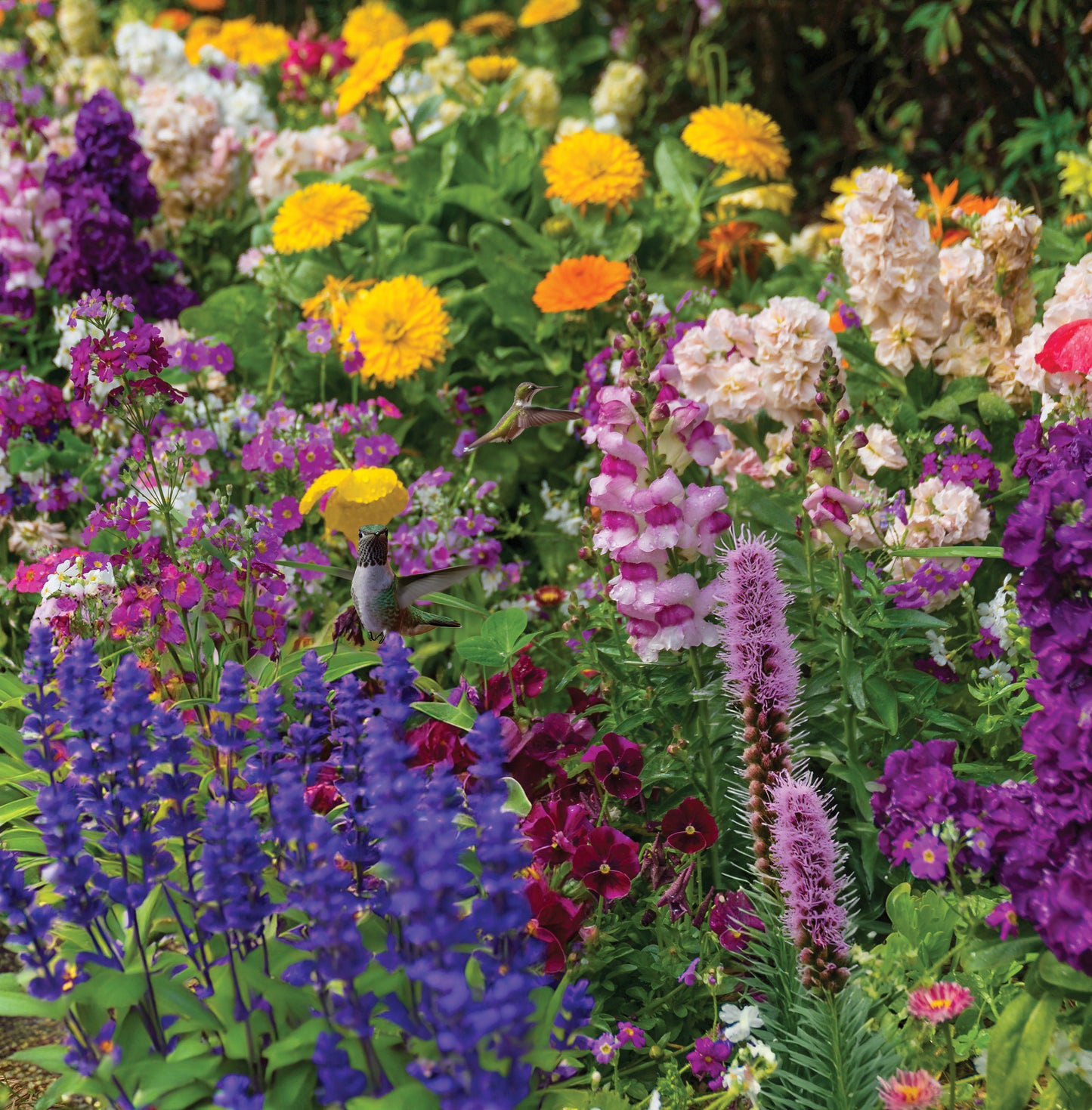 Hummingbird Haven Flower Garden - 1 Seed Mat