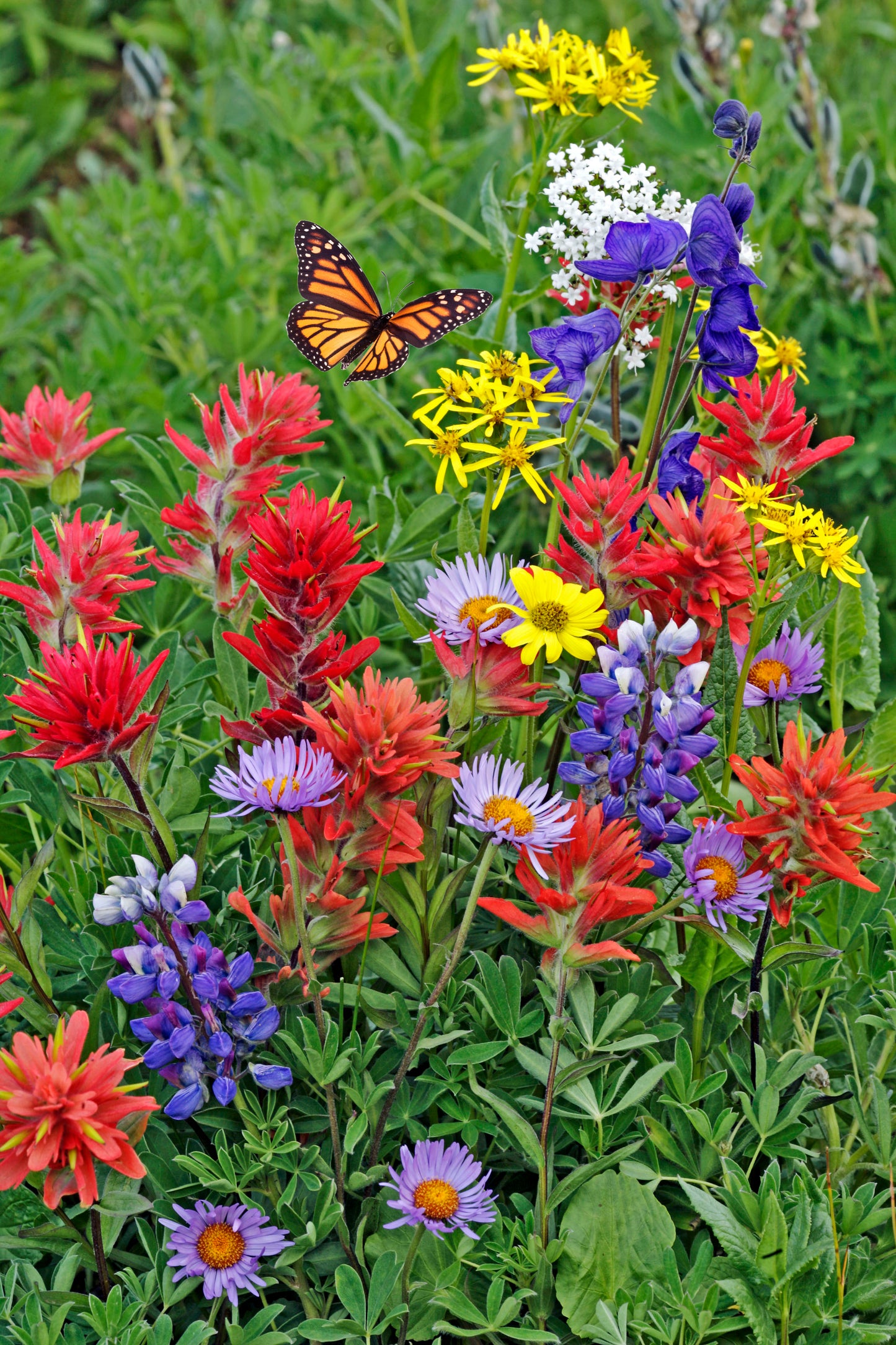 Monarch Butterfly Sanctuary Flower Garden - 1 Seed Mat
