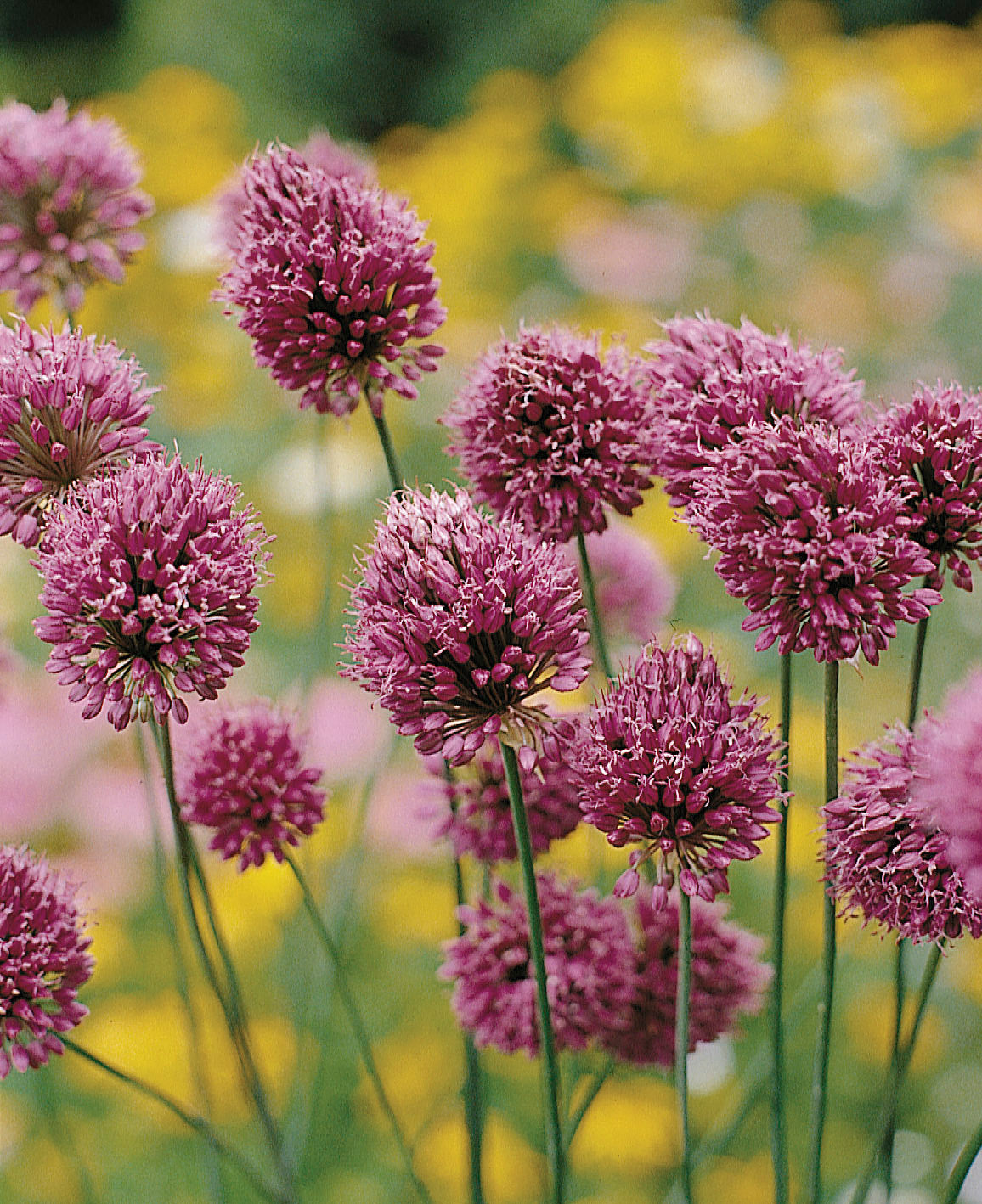 Drumstick Allium - 20 bulbs