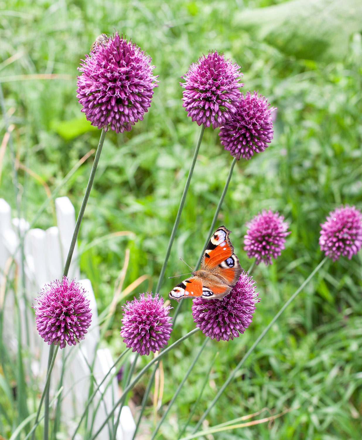 Drumstick Allium - 20 bulbs