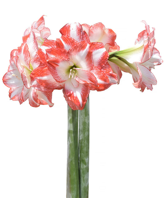 Flaming Peacock Amaryllis - 28-32 cm bulb