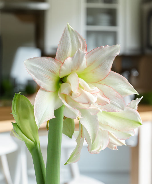 Harlequin® Sonata Amaryllis