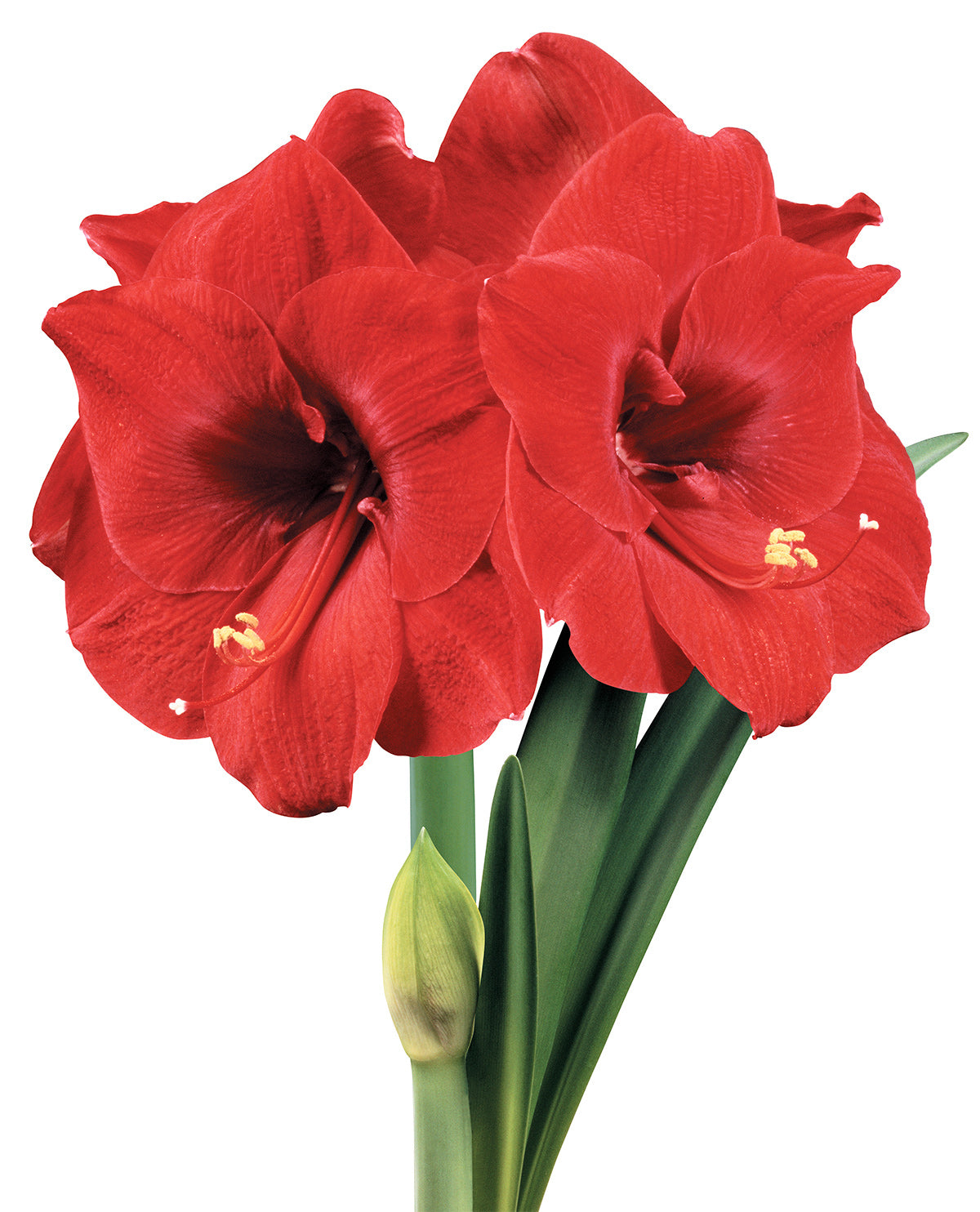 Merry Christmas® Symphony Amaryllis