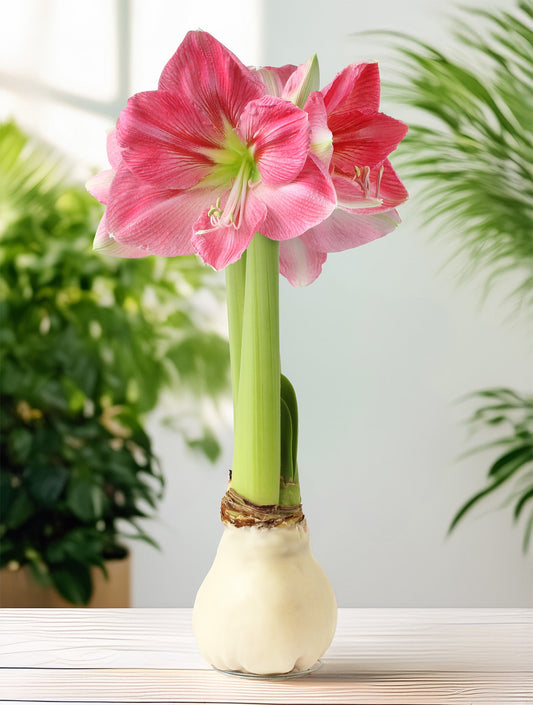 White Waxed Amaryllis with Pink Flower