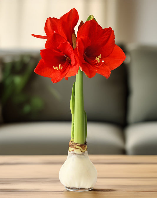 White Waxed Amaryllis Bulb with Red Flower