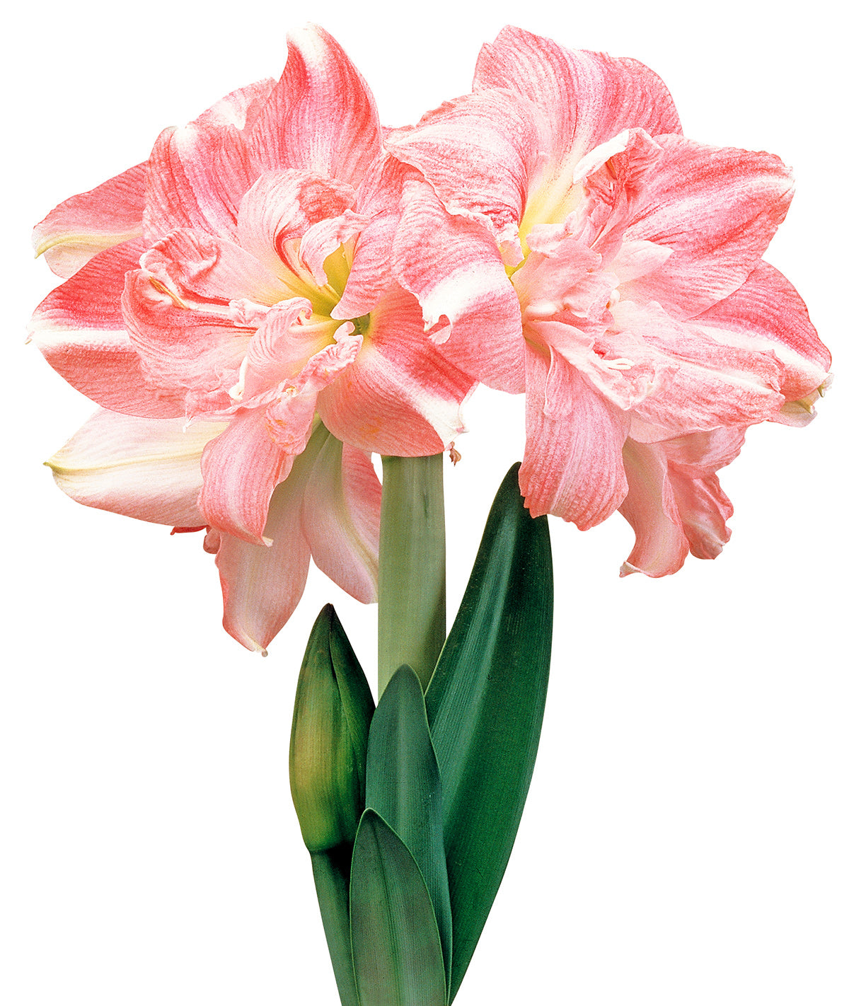Rozetta® Symphony Amaryllis