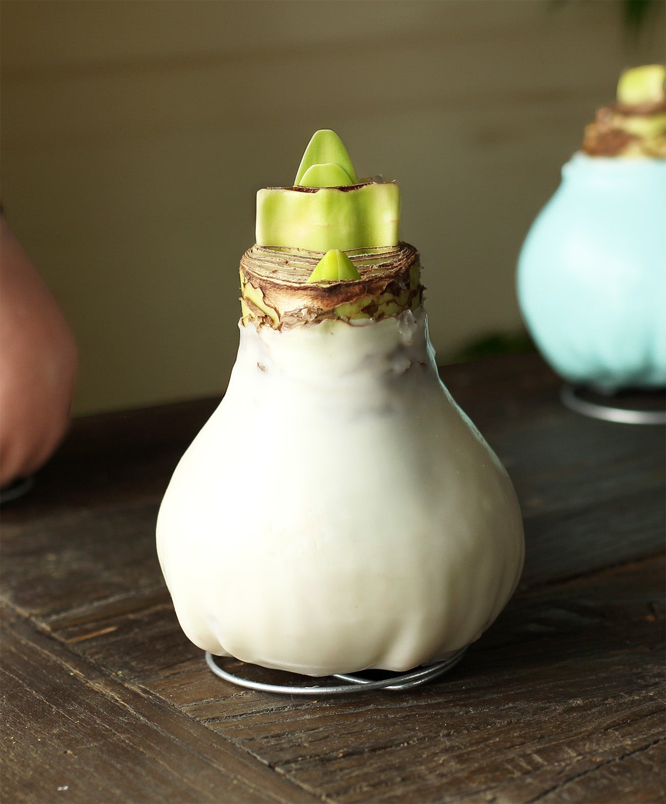 White Waxed Amaryllis with Pink Flower