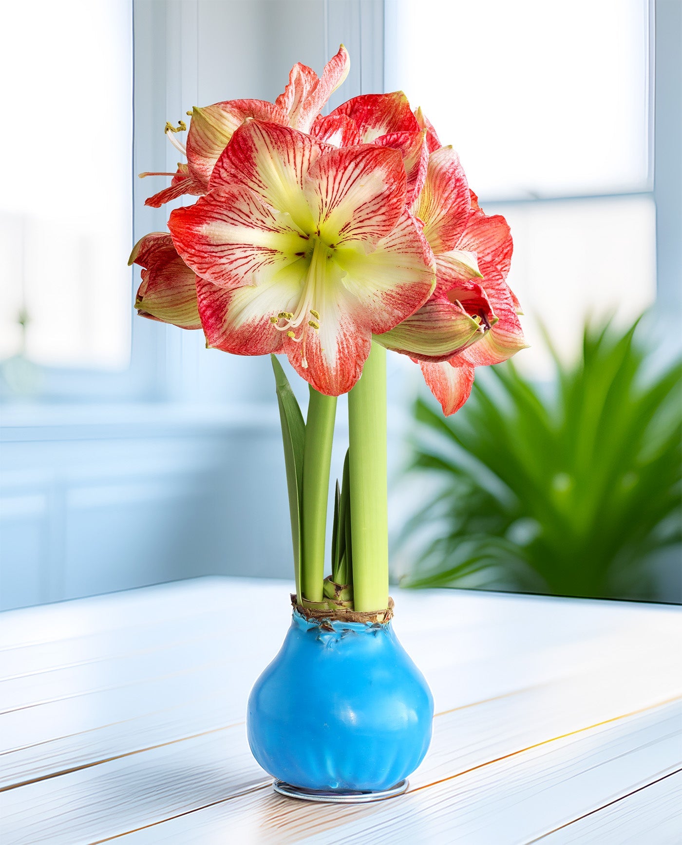 Blue Waxed Amaryllis with Red and White Striped Flower
