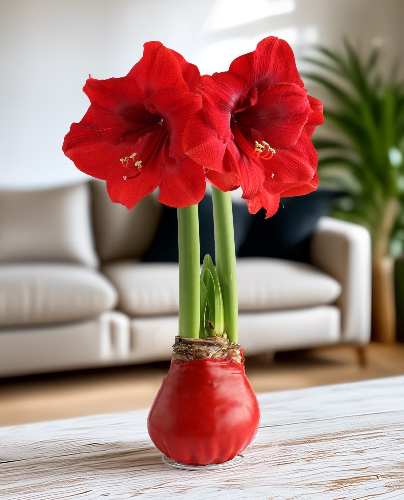 Red Waxed Amaryllis Bulb with Red Flower