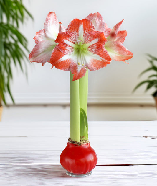 Red Waxed Amaryllis Bulb with Red and White Striped Flower