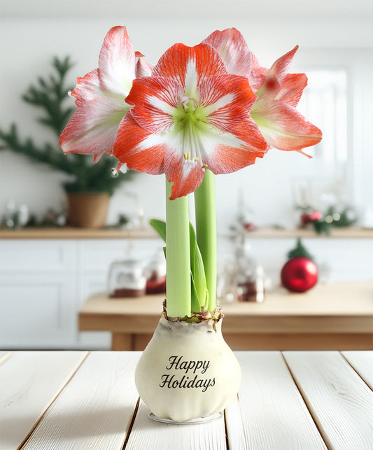 "Happy Holidays" White Waxed Amaryllis with Red and White Striped Flower