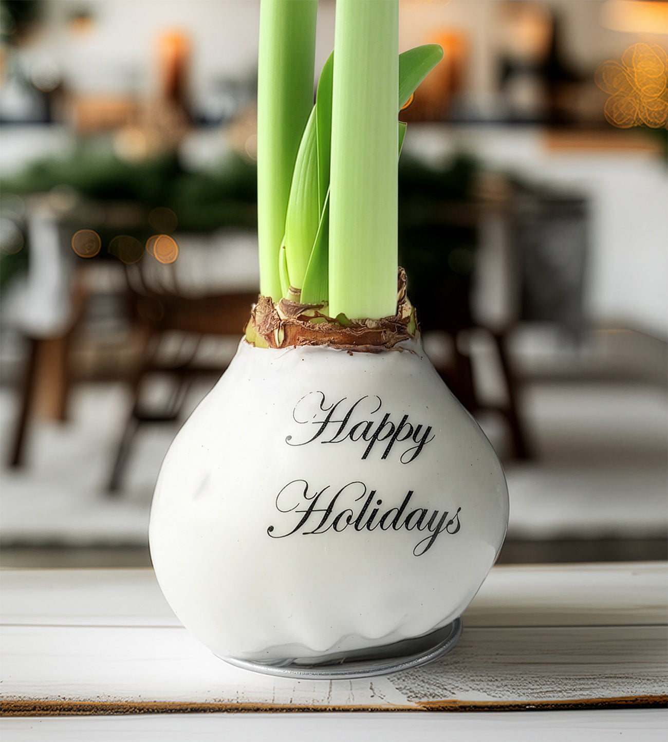 "Happy Holidays" White Waxed Amaryllis with Red and White Striped Flower