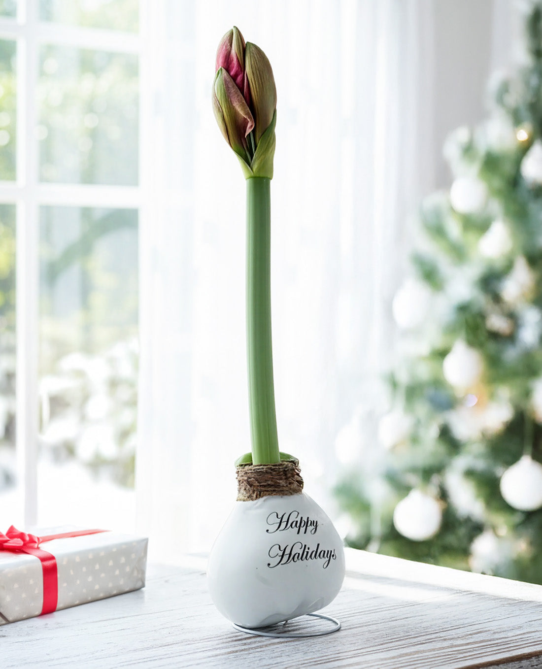 "Happy Holidays" White Waxed Amaryllis with Red and White Striped Flower