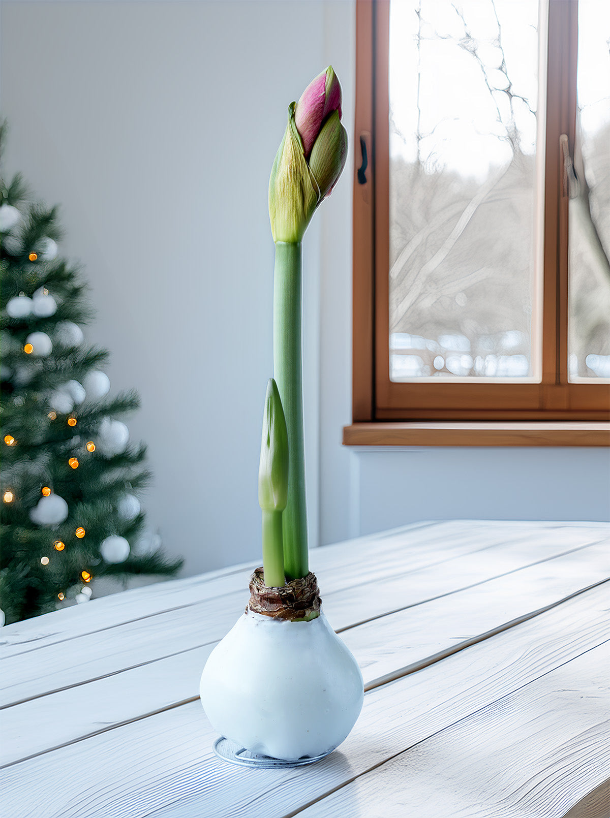White Waxed Amaryllis with Pink Flower