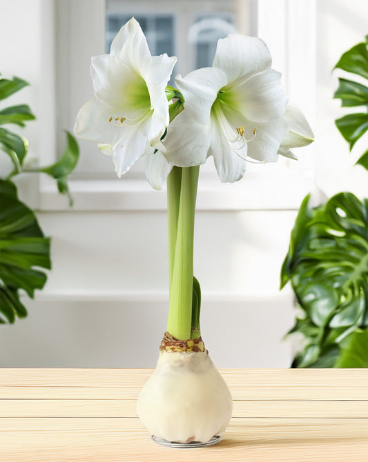 White Waxed Amaryllis with White Flower