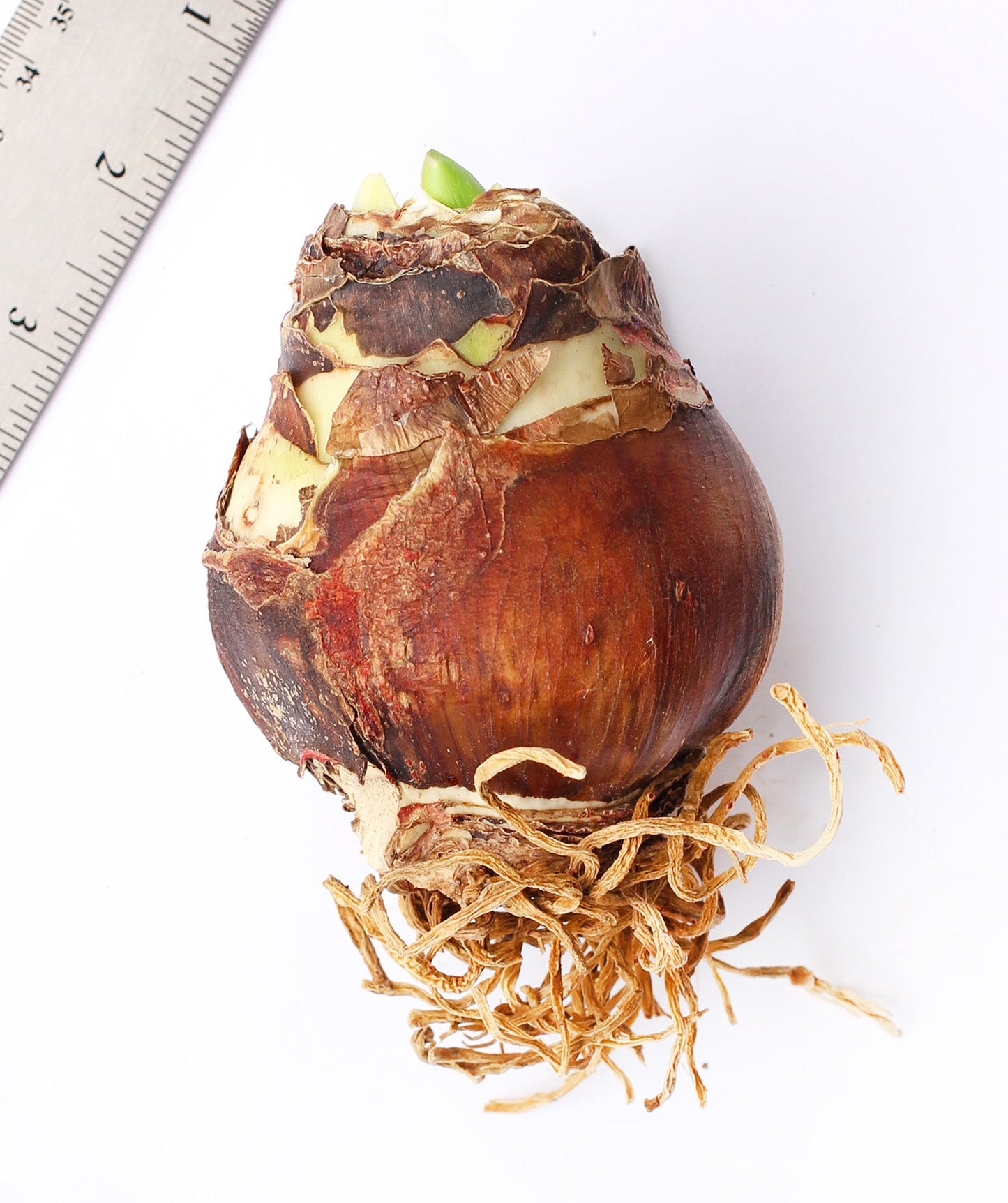 Flaming Peacock Amaryllis - 28-32 cm bulb