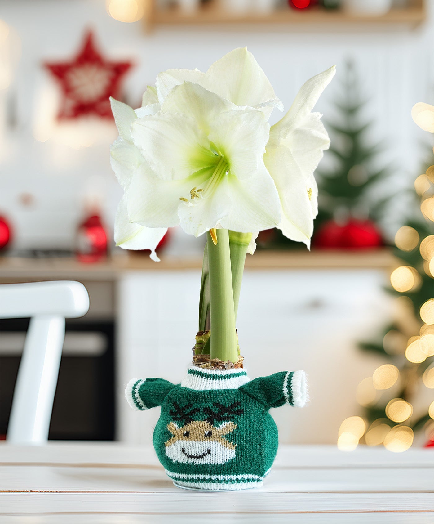 Reindeer Sweater Amaryllis with White Flower
