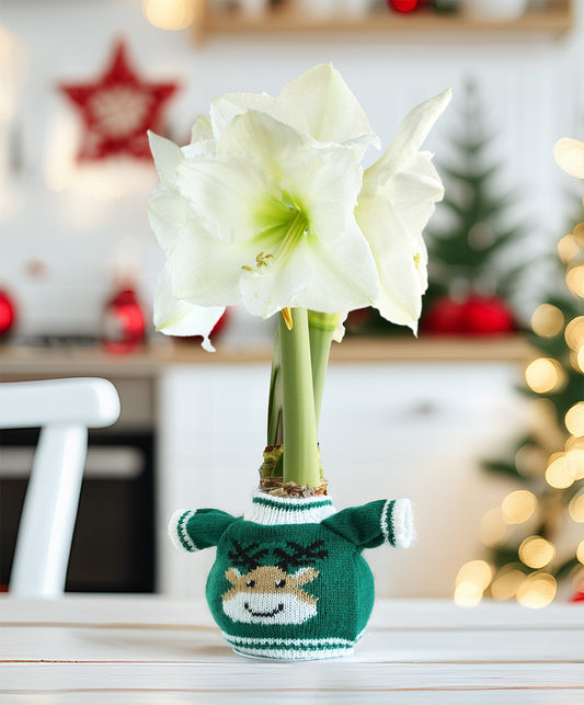 Reindeer Sweater Amaryllis with White Flower
