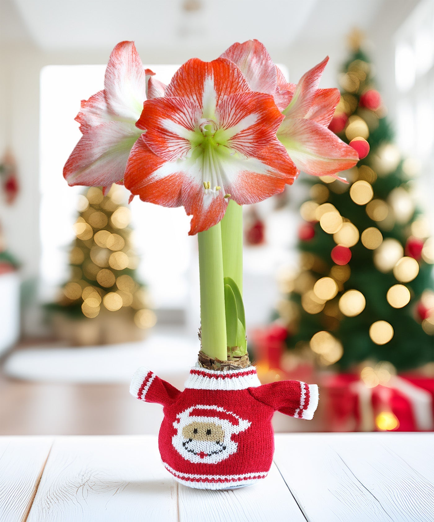 Santa Sweater Amaryllis with Red and White Flower