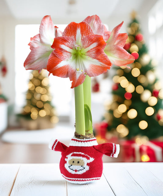 Santa Sweater Amaryllis with Red and White Flower