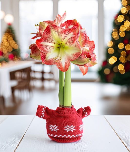 Snowflake Sweater Amaryllis with Red and White Flower