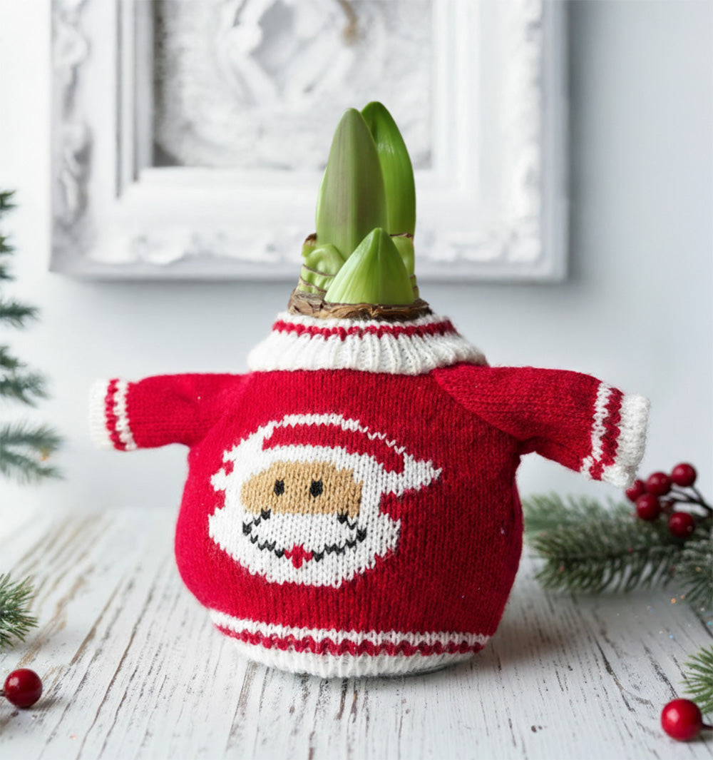 Santa Sweater Amaryllis with Red and White Flower