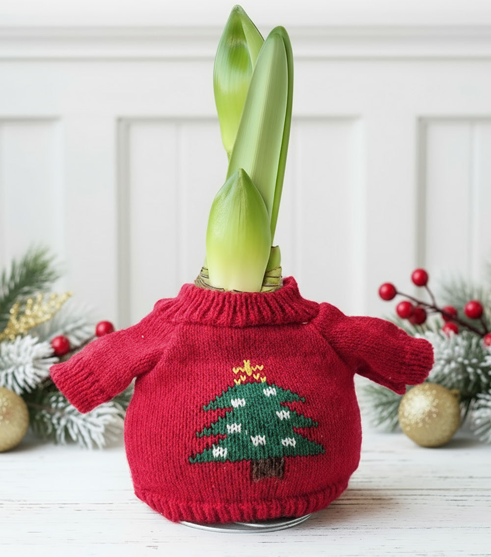 Christmas Tree Sweater Amaryllis with Red Flower
