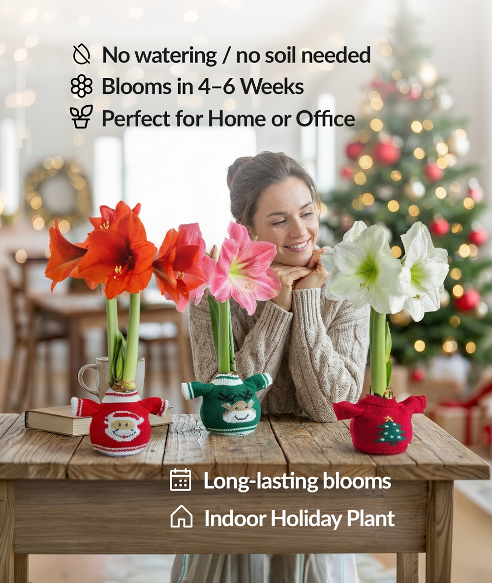 Christmas Tree Sweater Amaryllis with Red Flower