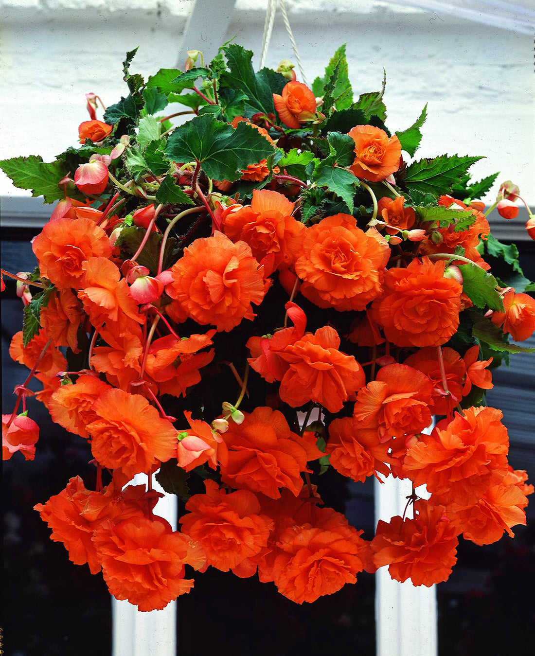 Apricot Hanging Basket Begonia - 3 tubers