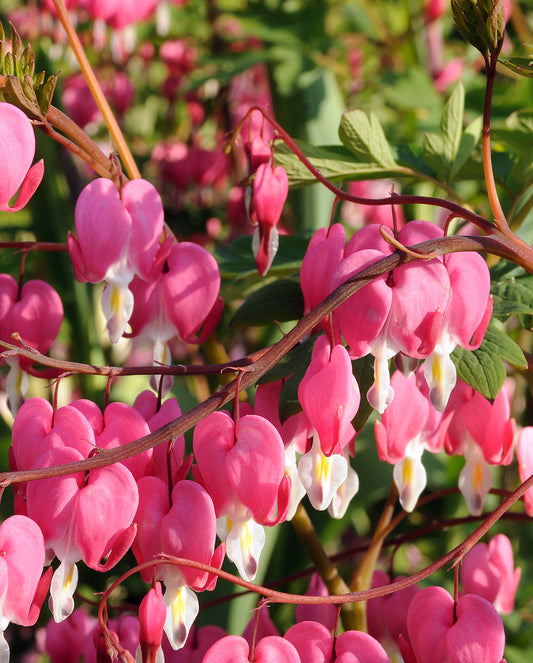 Dicentra Spectabilis - Bleeding Heart - 3 root divisions