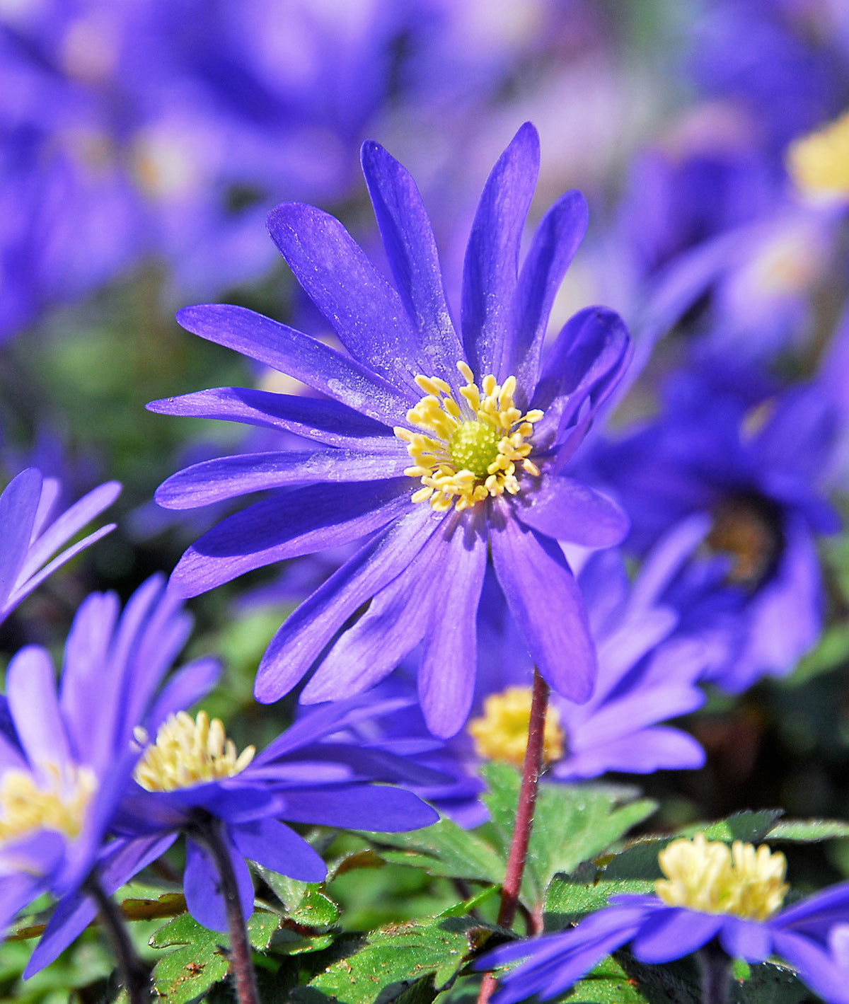 Blue Shades Anemone blanda - 25 bulbs