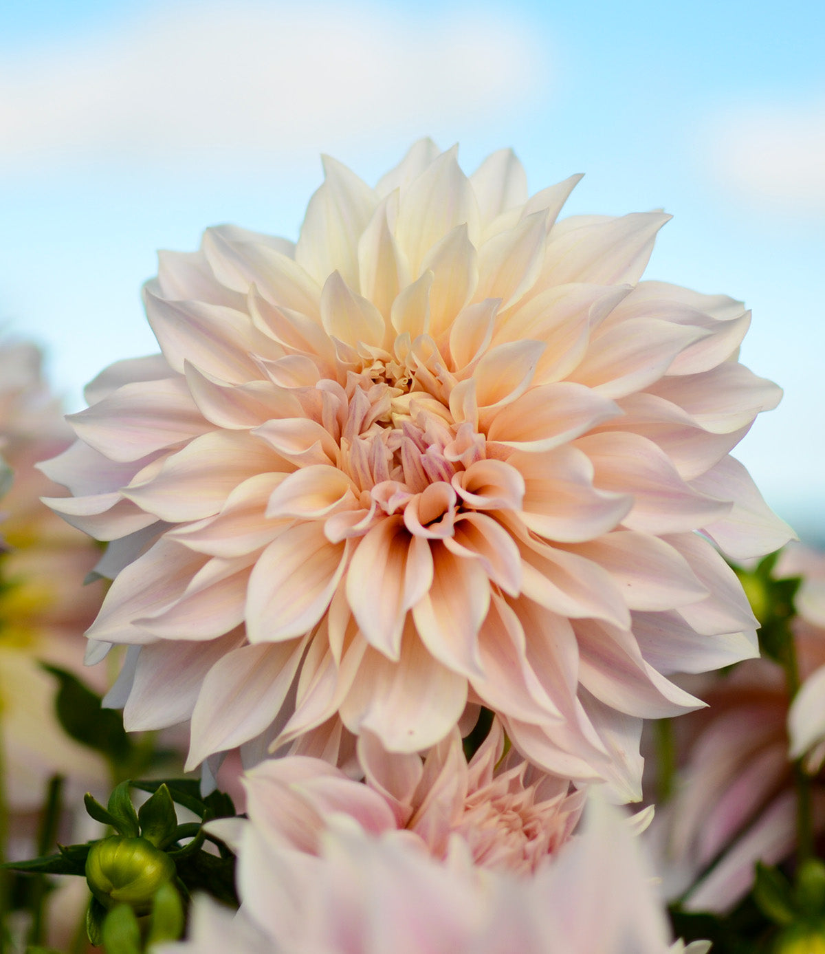 Cafe au Lait Decorative Dahlia - 3 root divisions