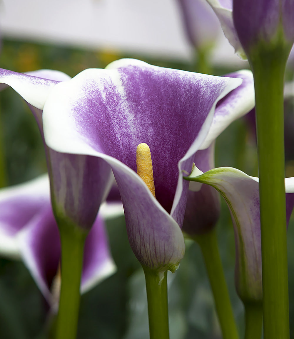 Picasso Calla LilyÂ® - 3 tubers