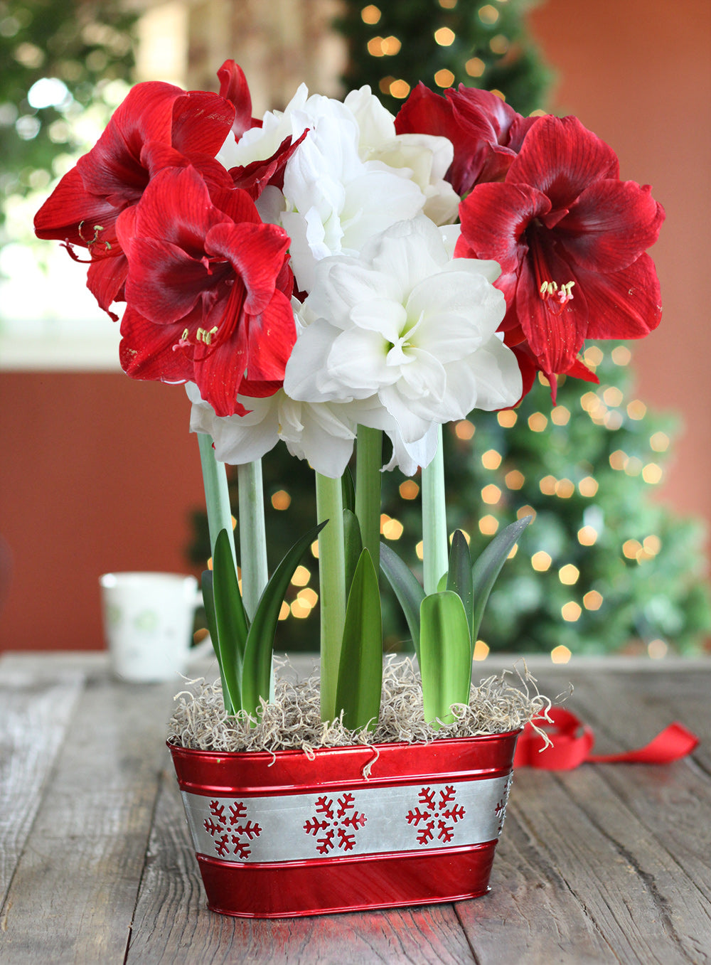 Candy Cane Bulb Gift