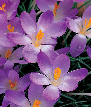 Whitewell Purple Species Crocus - 10 bulbs