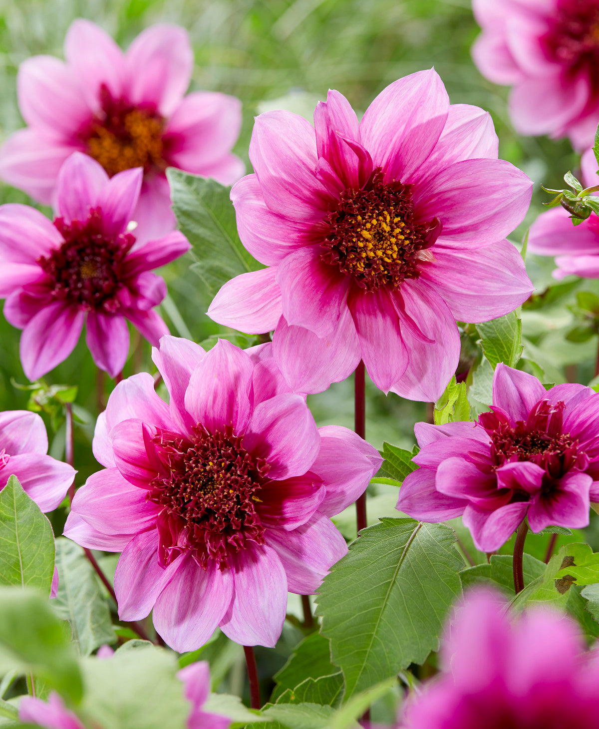 Blue Bayou Anemone Dahlia - 3 root divisions