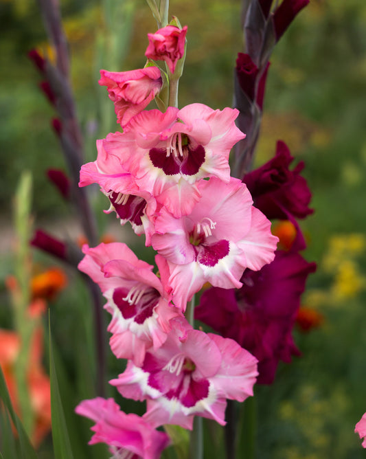 Wine and Roses Gladiolus - 5 bulbs