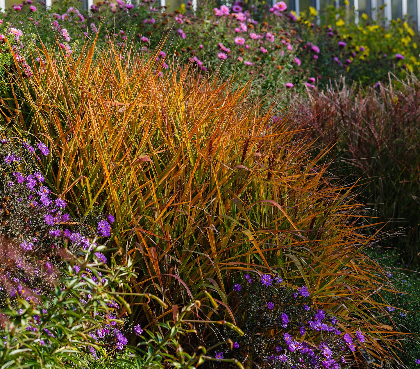 Miscanthus Purpurascens - Flame Grass - 3 bareroot plants