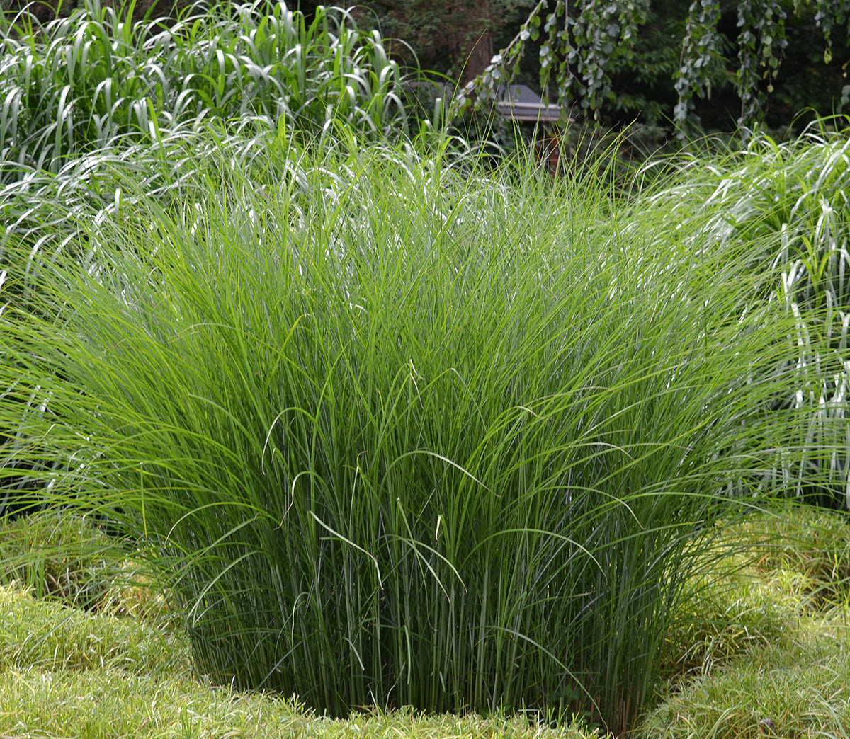 Gracillimus Maiden Grass - 3 bareroot plants