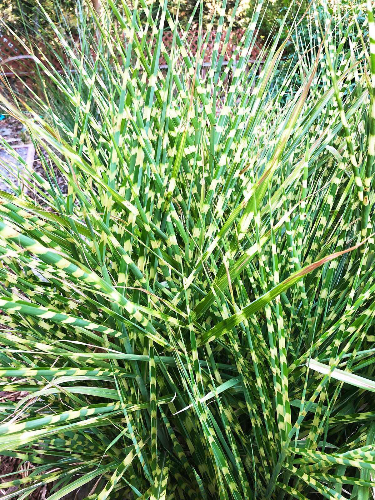 Grass Zebra - 3 bareroot plants