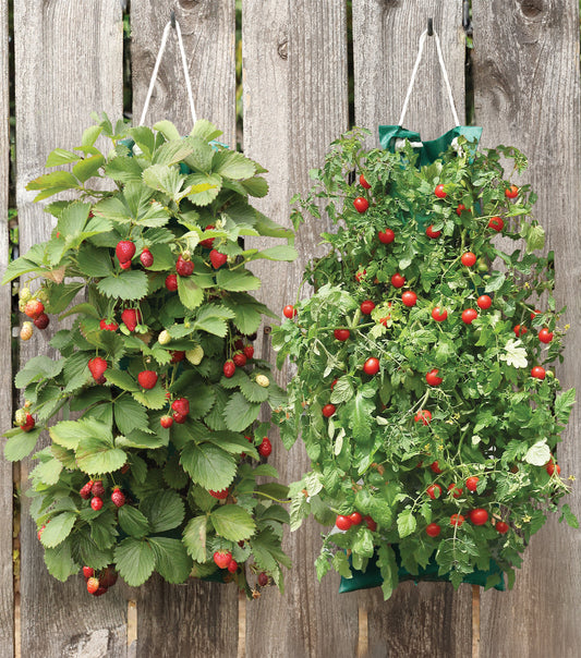 Combo: Hanging Cherry Tomato/Strawberry Kit - 2 kits